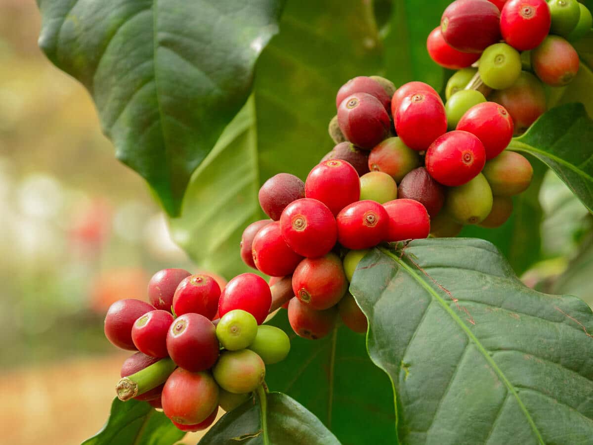 How to Grow Coffee Trees in Your Garden coffe plantation